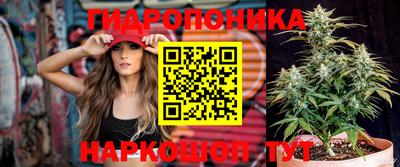 шишки Боровичи